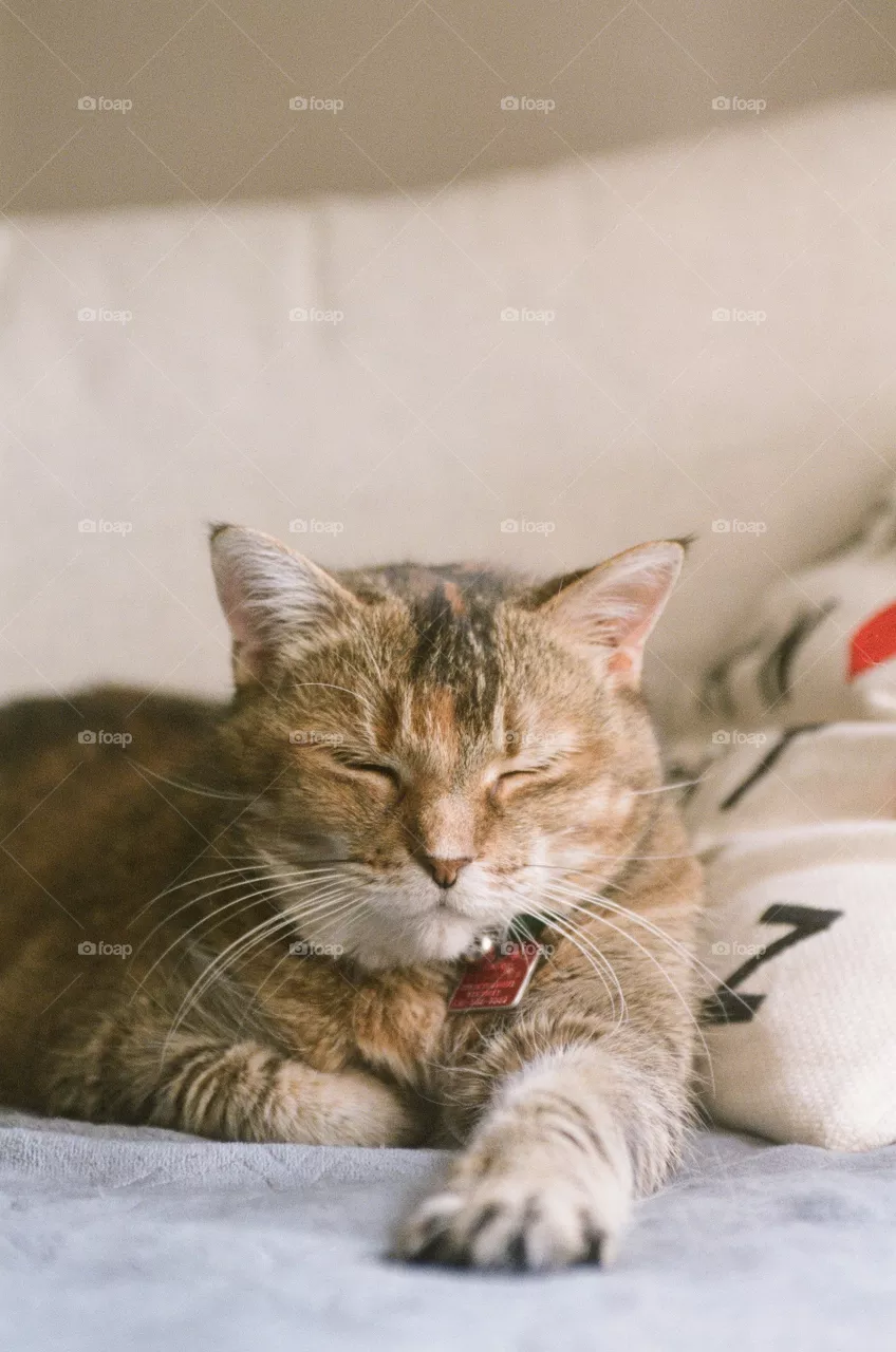 Cat is cute for me