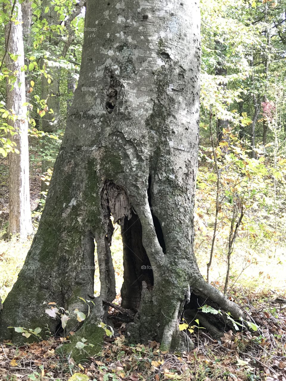 Wild tree trunks 