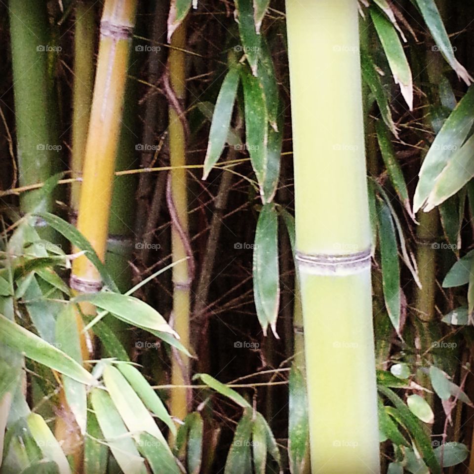 Bamboo, Tropical, Leaf, No Person, Nature