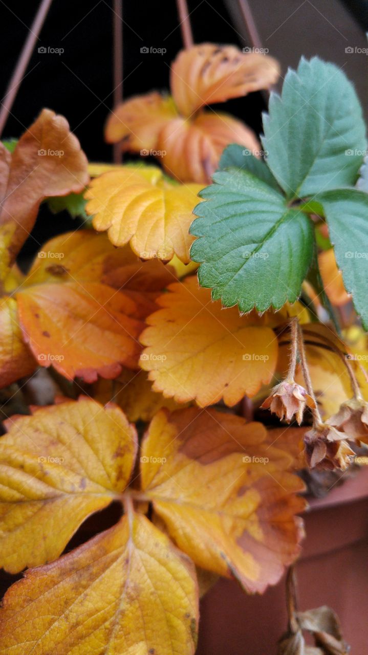 End of the strawberries