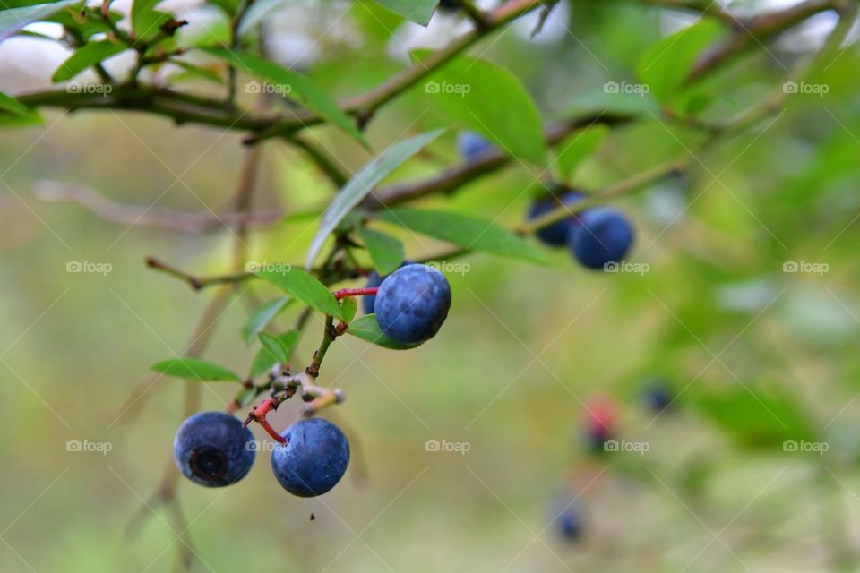 Blueberry plant