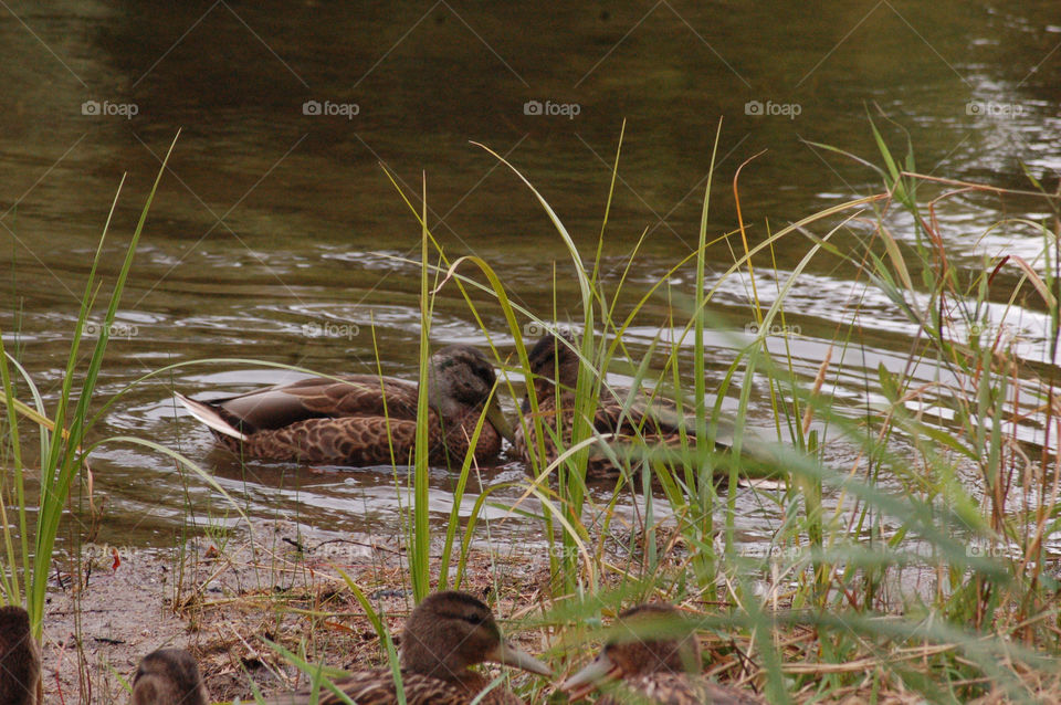 Two ducks in the water resting facing each other.