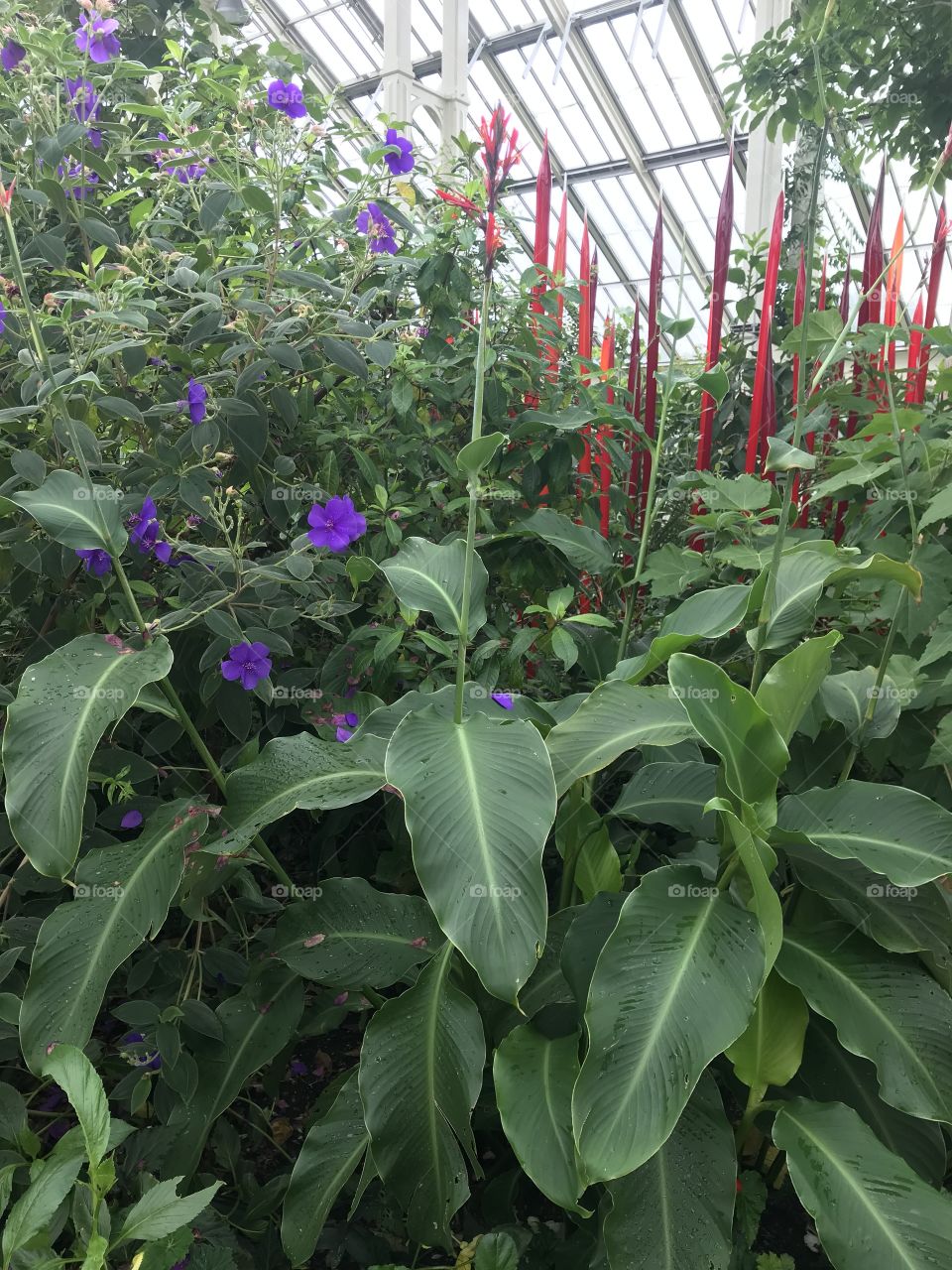 Red glass sculpture by Chihuly, Kew, London 