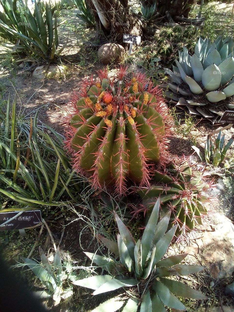 Mexican Fire Cactus