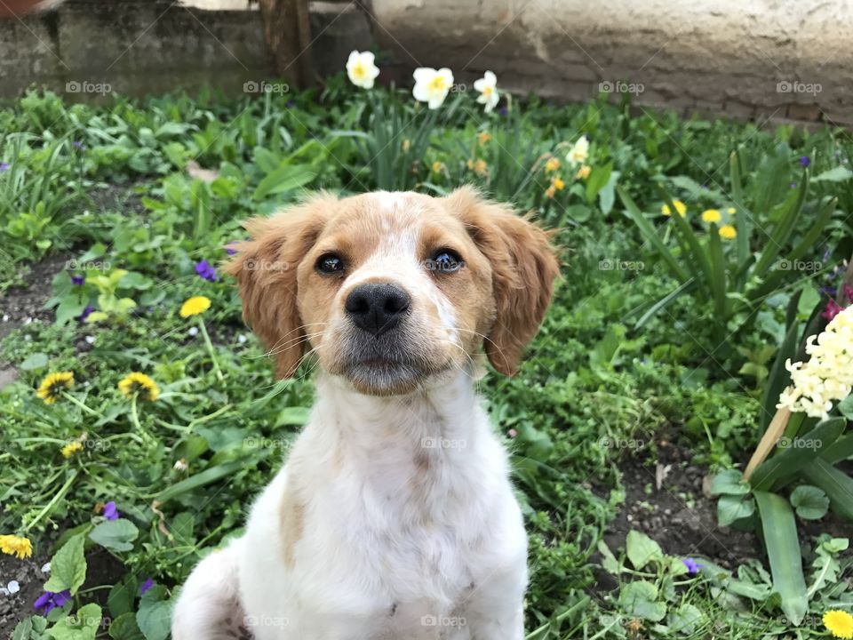 Little white and light brown puppy of bread brittany spaniel sitting on the green grass with som flowers in the back.