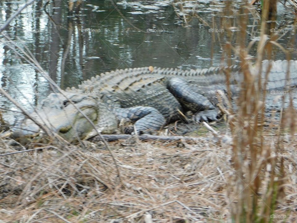 Alligator on the Botany Bay tour road.