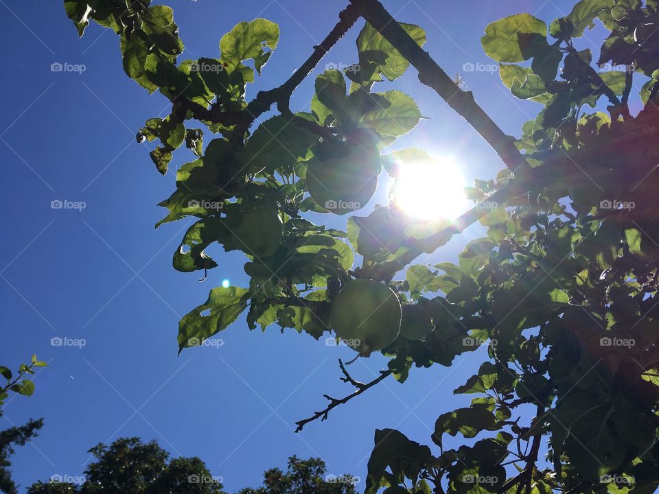 Sunshine on an apple tree 