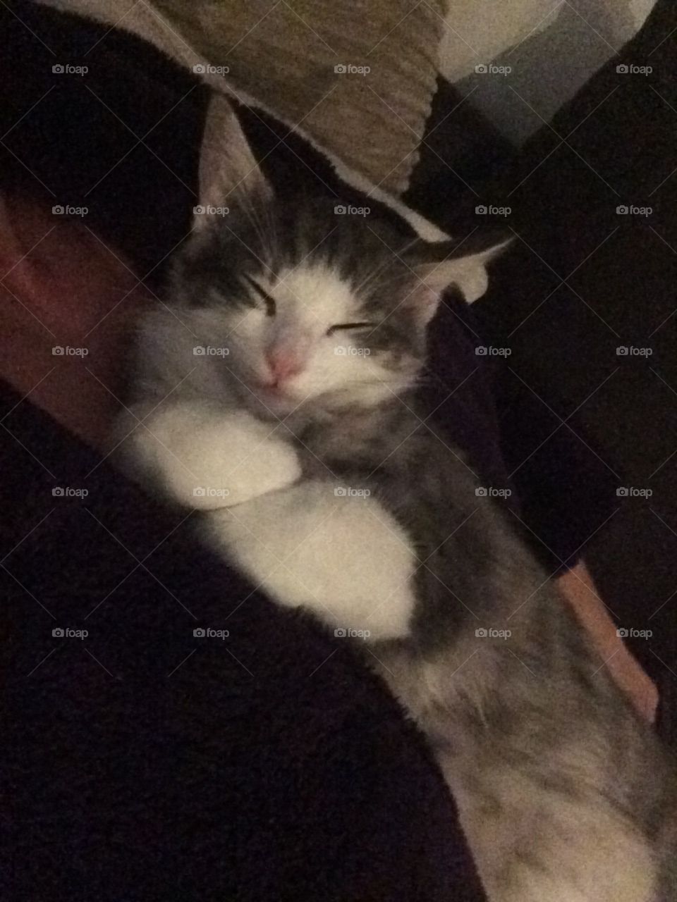 Kitten asleep folding his arms 