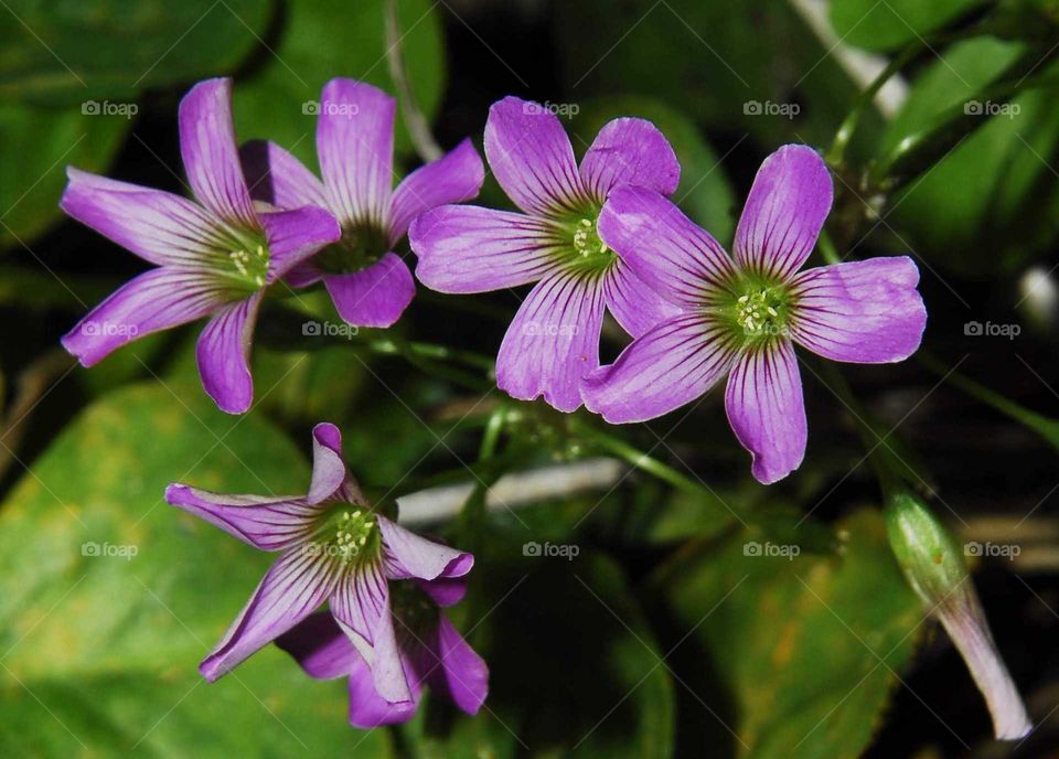 A macro purple flower in the garden