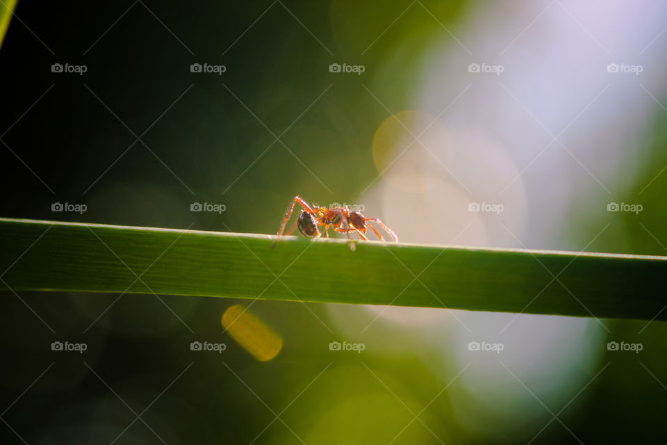 ant running on a plant stem