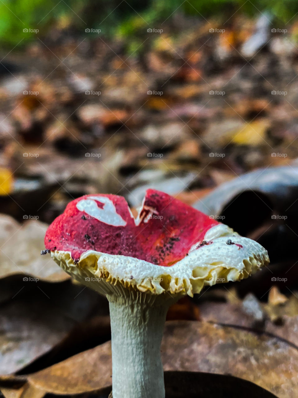 Red mushroom 