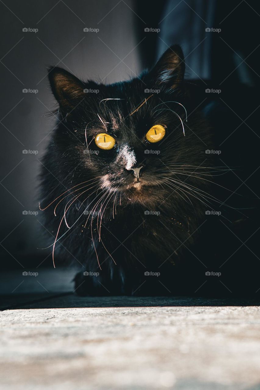 Octavia has spotted the photographer.