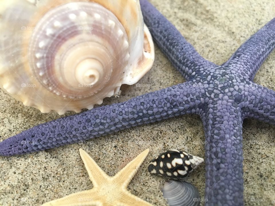 Close-up of starfish and conch shell