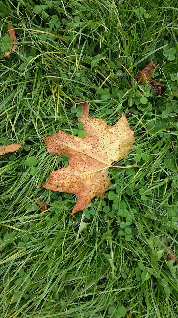 Autumn leaf