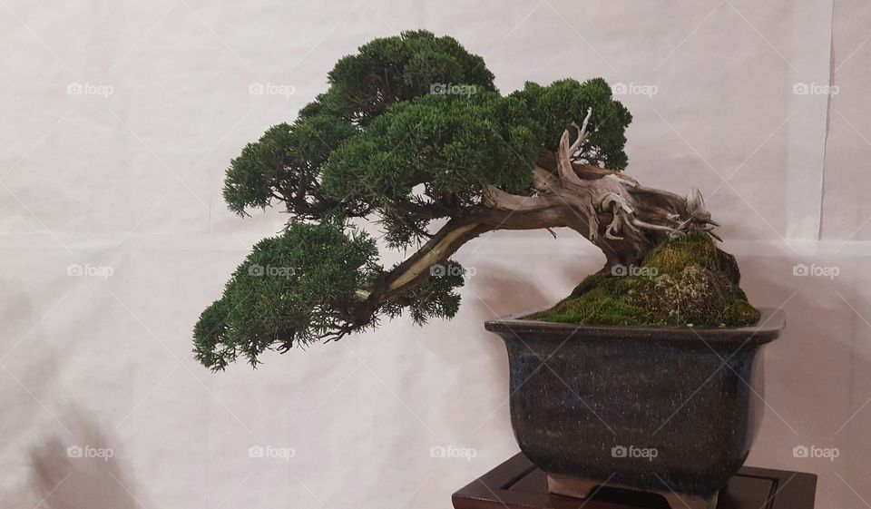 40 year old bonsai tree at an exhibition, leaning gracefully to one side.