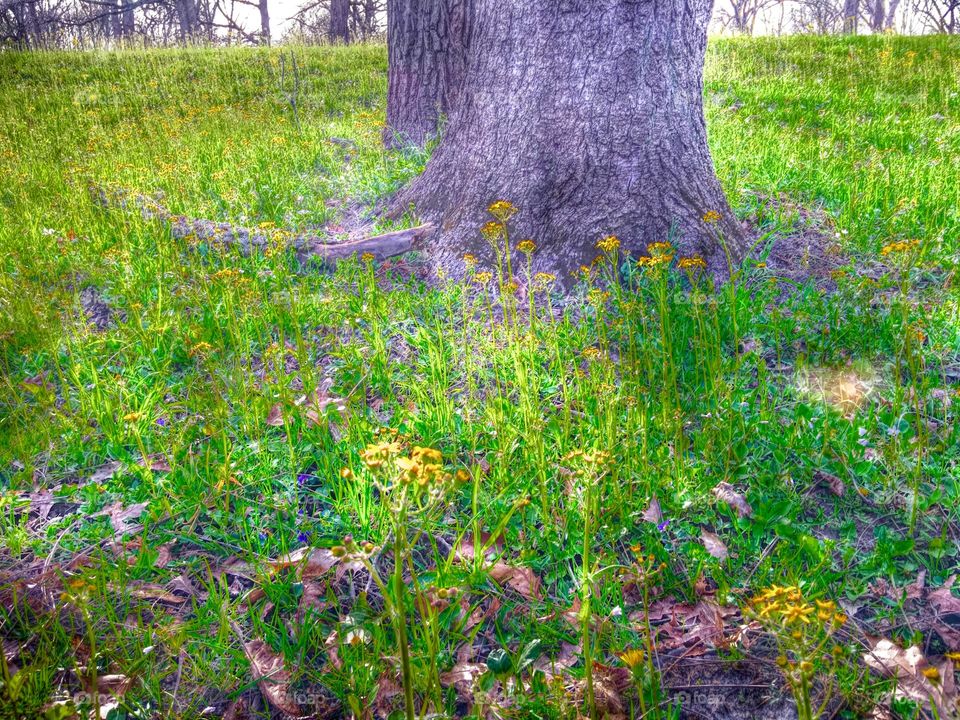 Spring around the tree