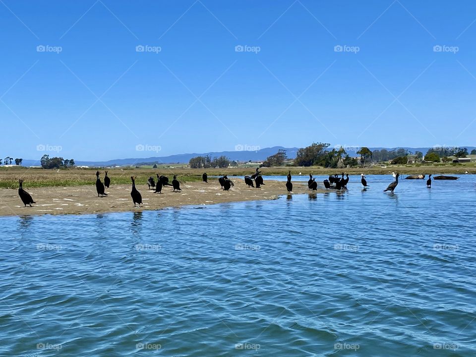 Double-Crested Cormorant birds resting ashore at the Elkhorn Slough State Marine Reserve in Moss Landing California 