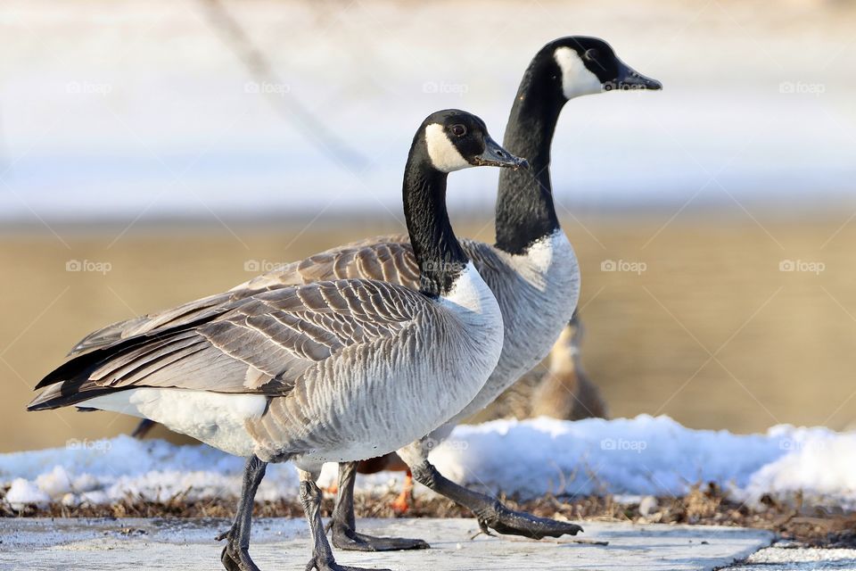 Gorgeous winged beauties!! 