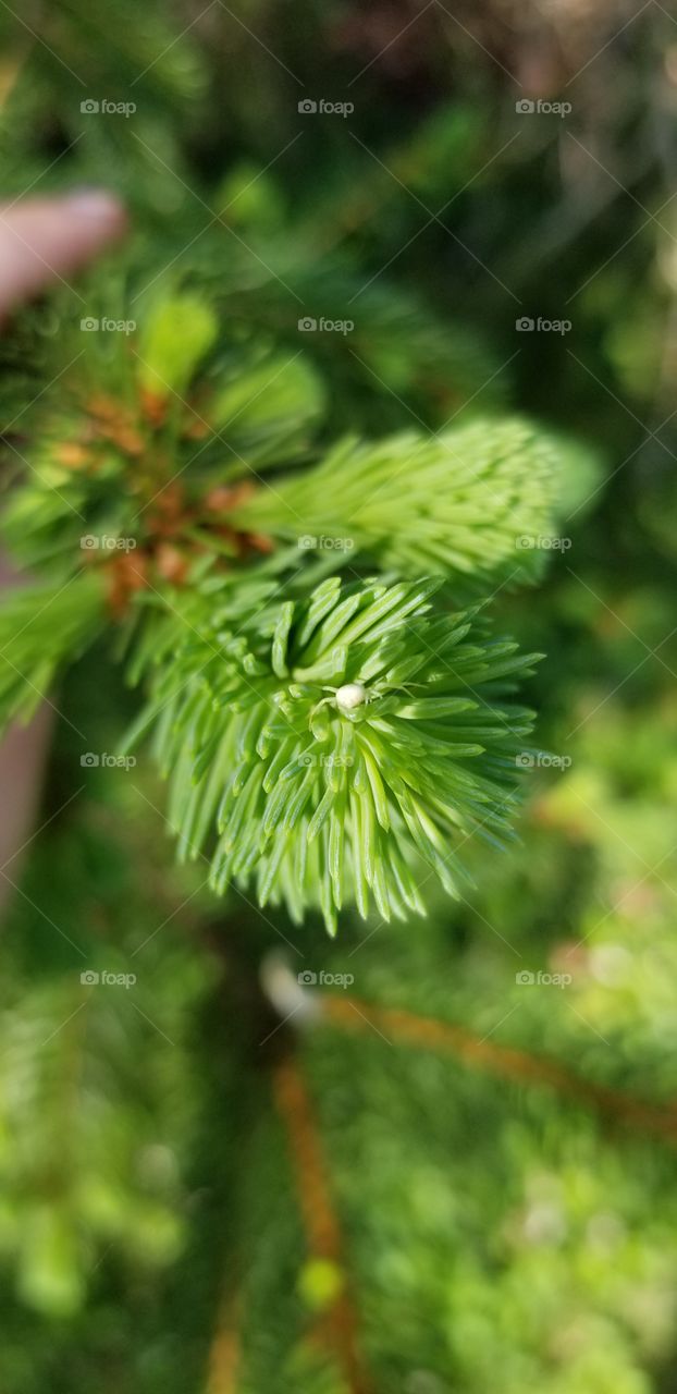 white spider on green pine needles