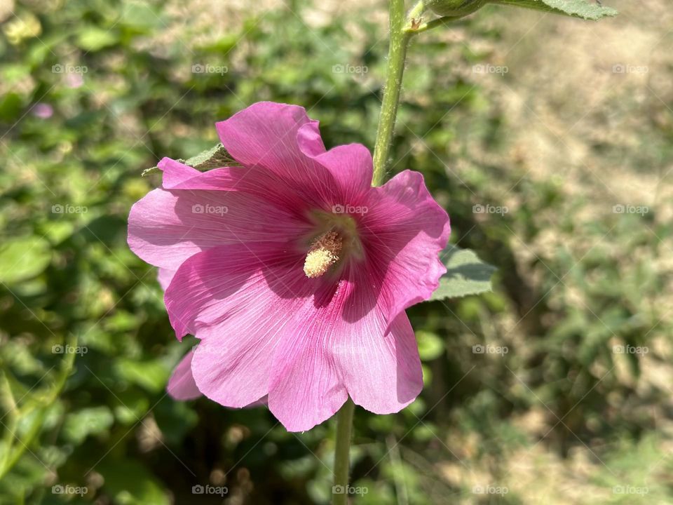 Baby pink flower