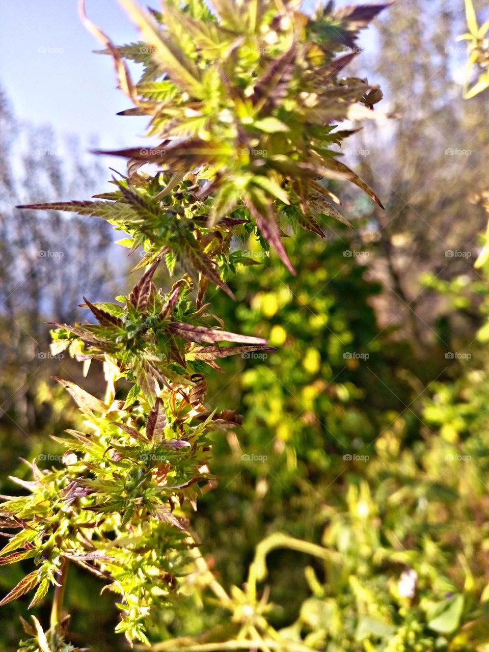 pland with different meen