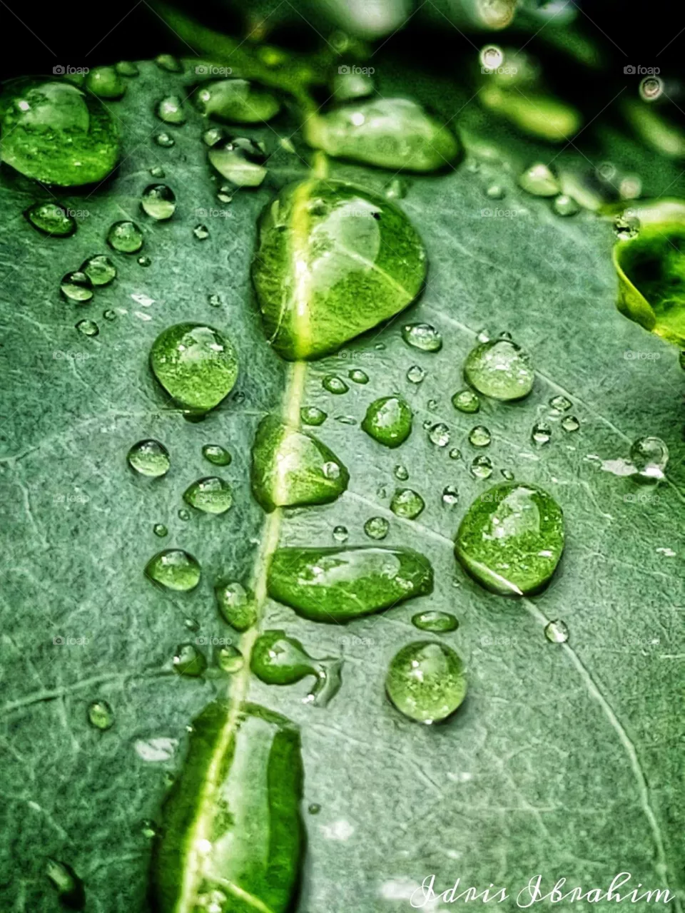 Dew drops