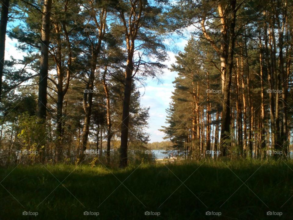 Wood, Tree, Landscape, Nature, No Person