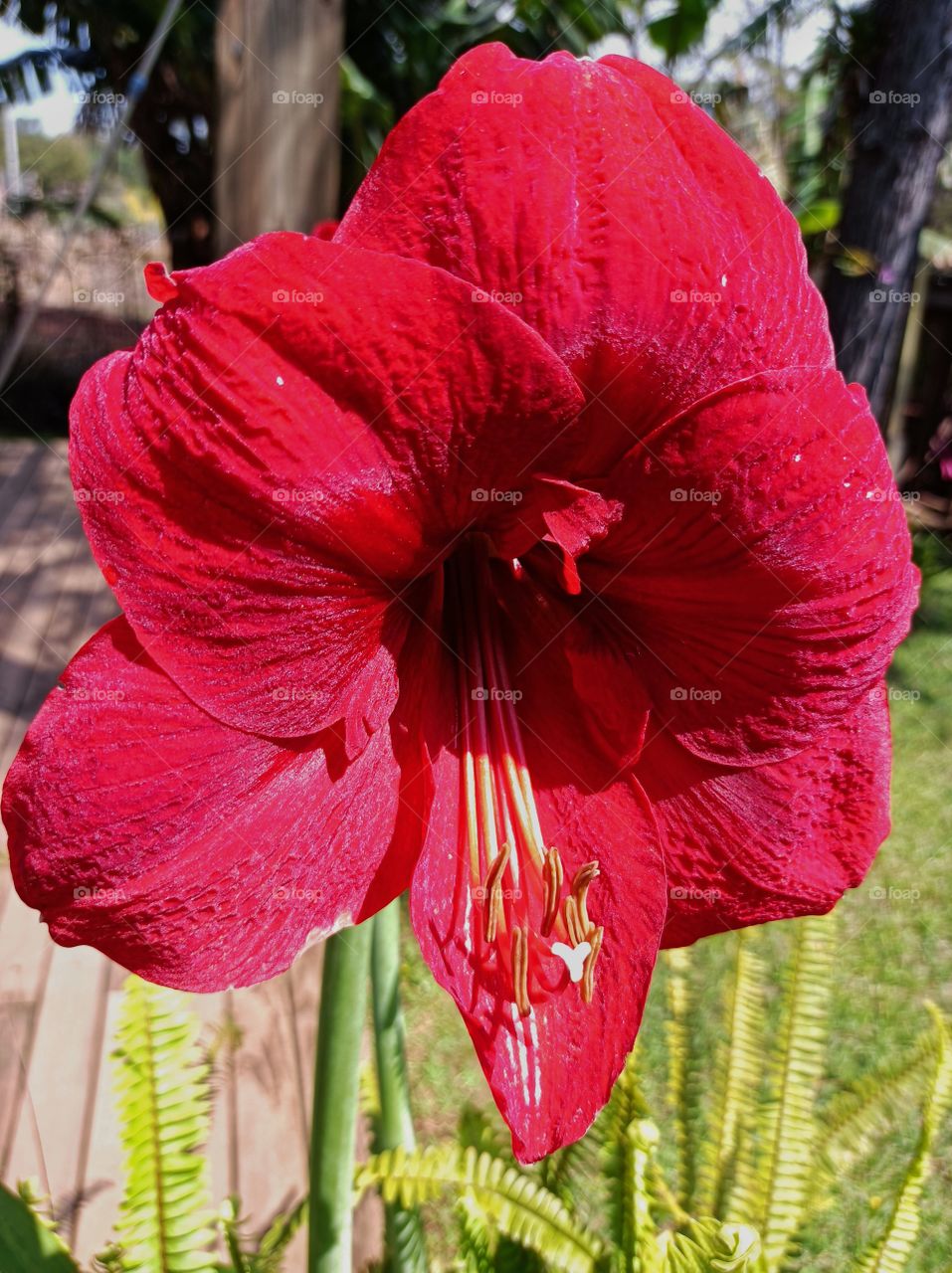 Flower Amaryllis red