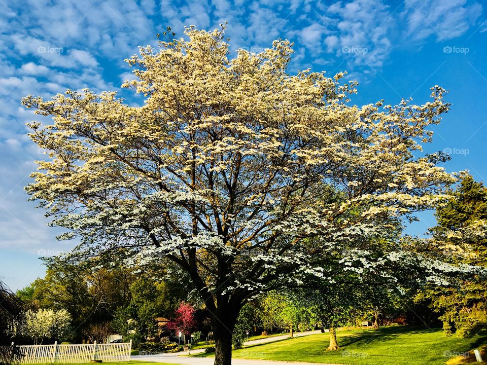 Blossoming tree Spring time 