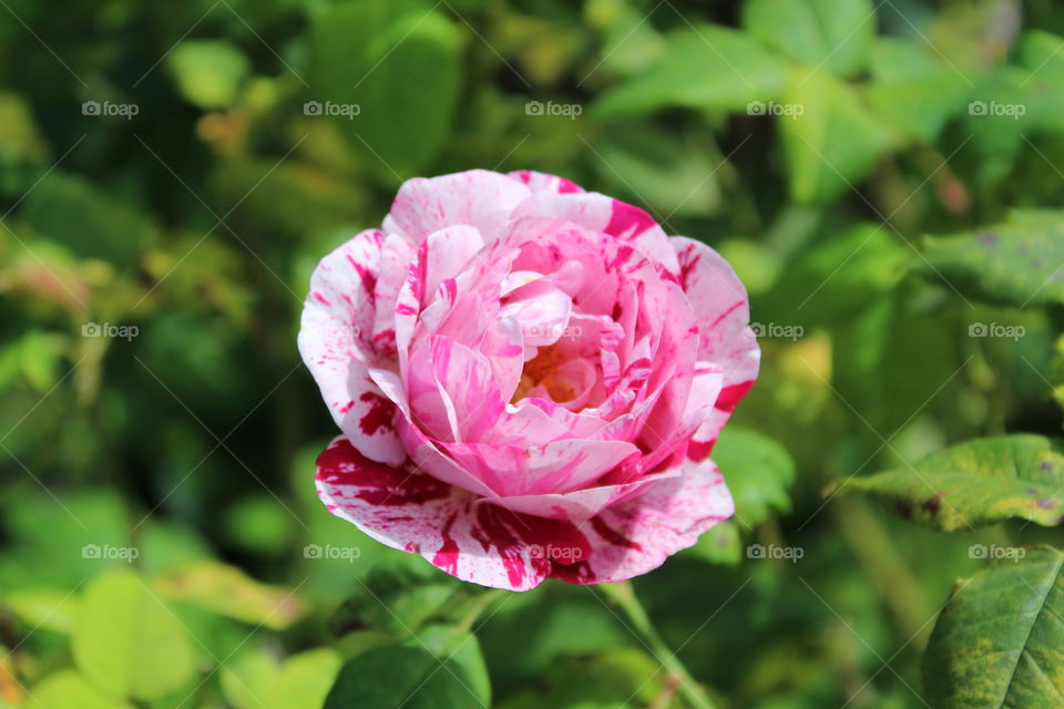 Flower close up