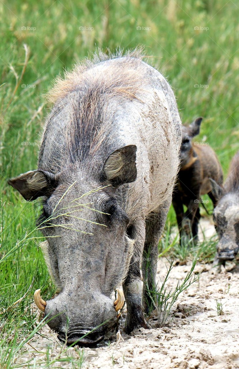 warthog