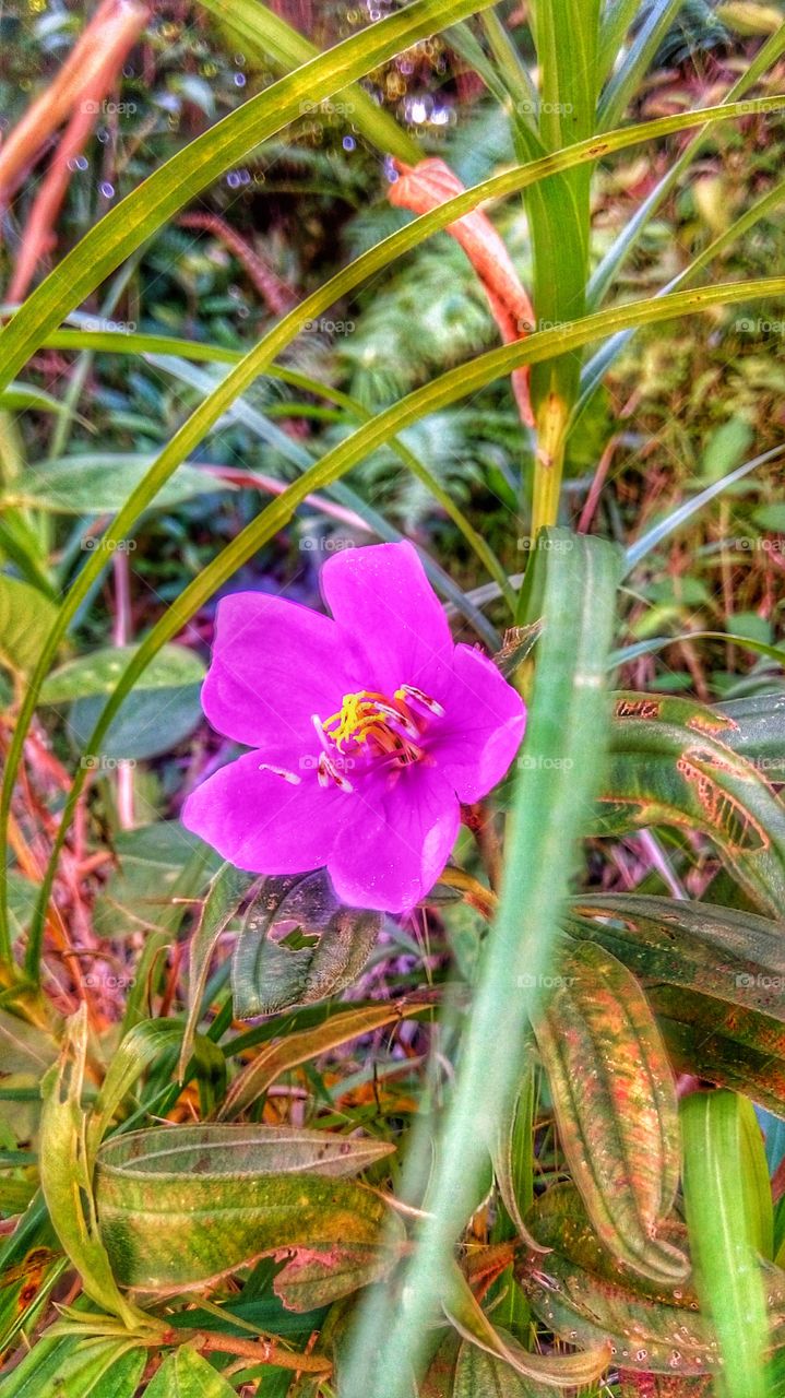 spring with pink flower