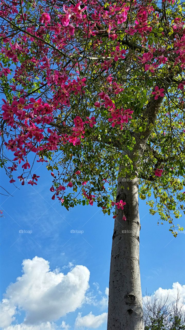 Jacaranda Tree. Late Blooming Jacaranda Tree in October.