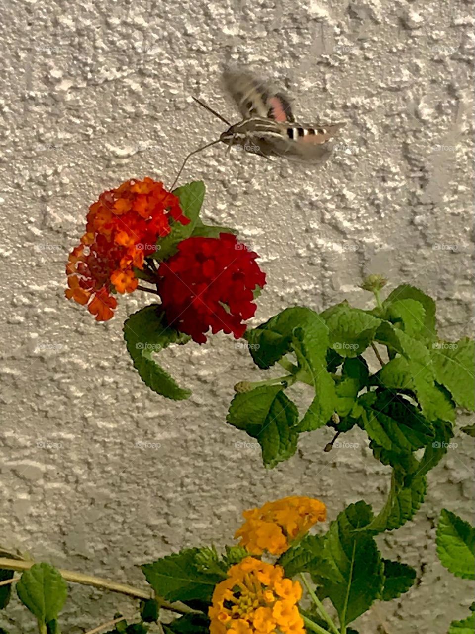 Hummingbird moth 