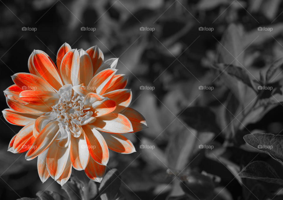 orange flower in a garden