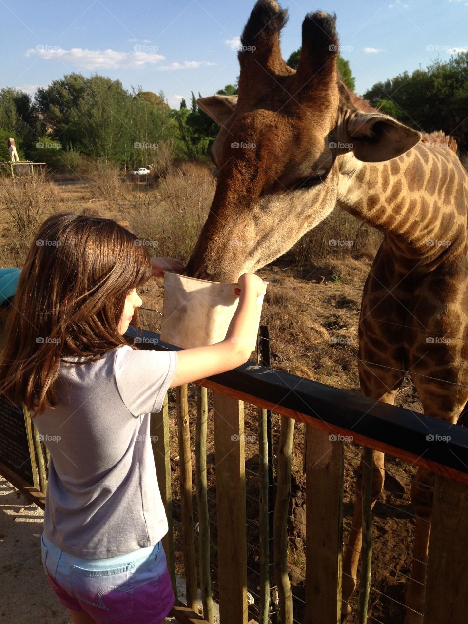 Giraffe at the Neck & Deck Café, Rhino and Lion park South Africa

