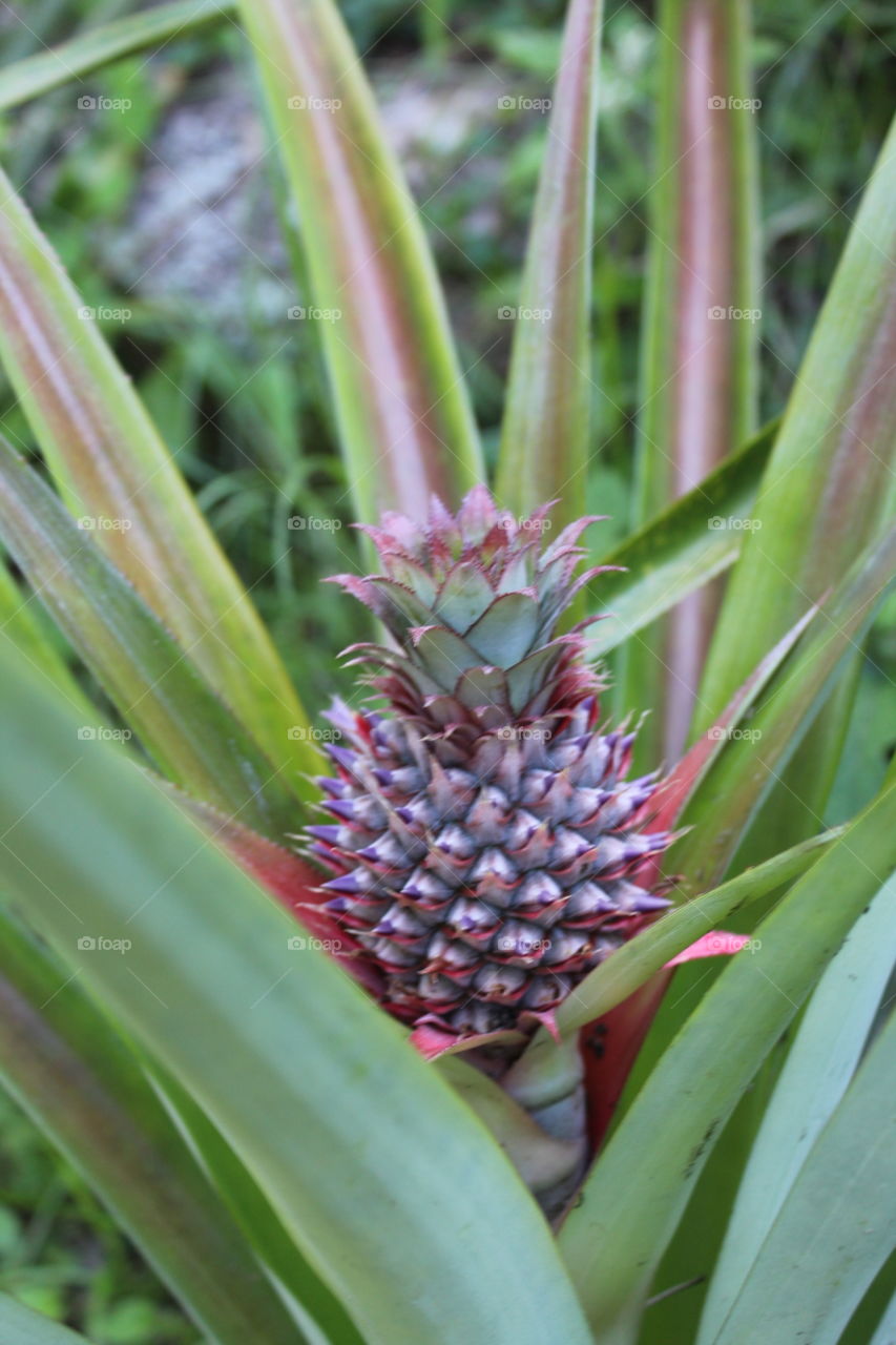 psychadelic pineapple
