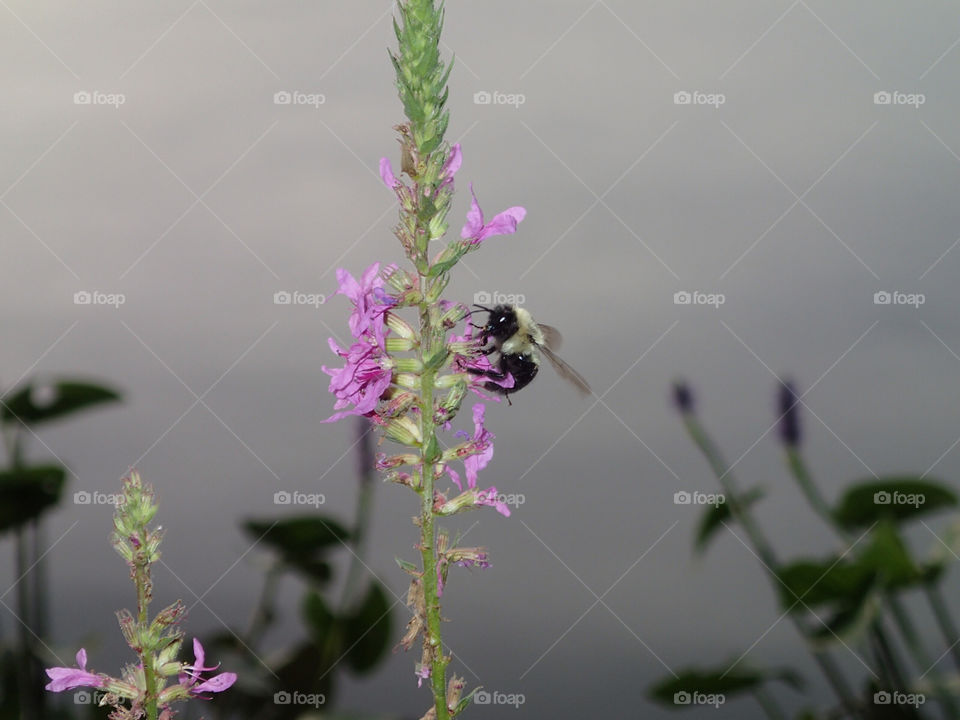 flower summer lake ny by delvec