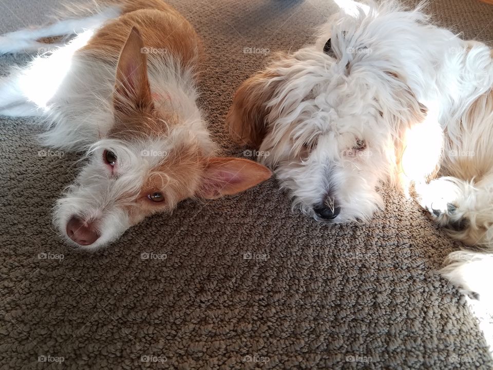 Resting Pups