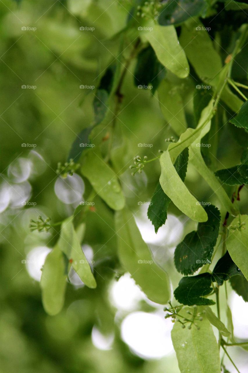 light behind tree leaves