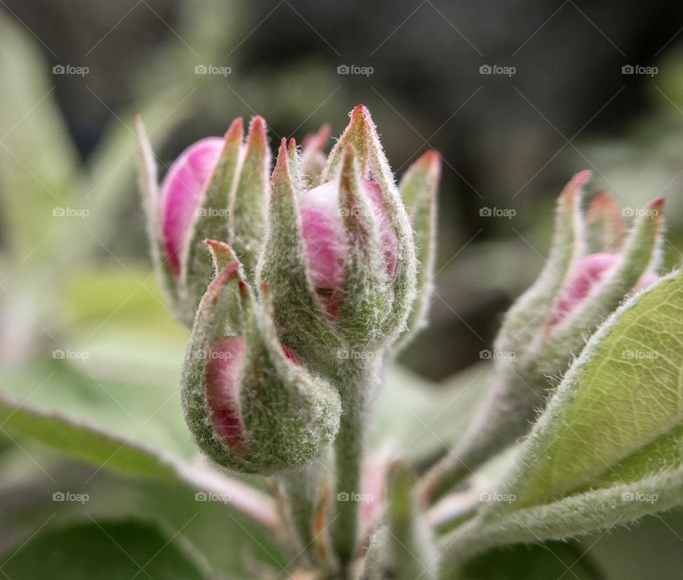 Apple blossom in bud during the spring