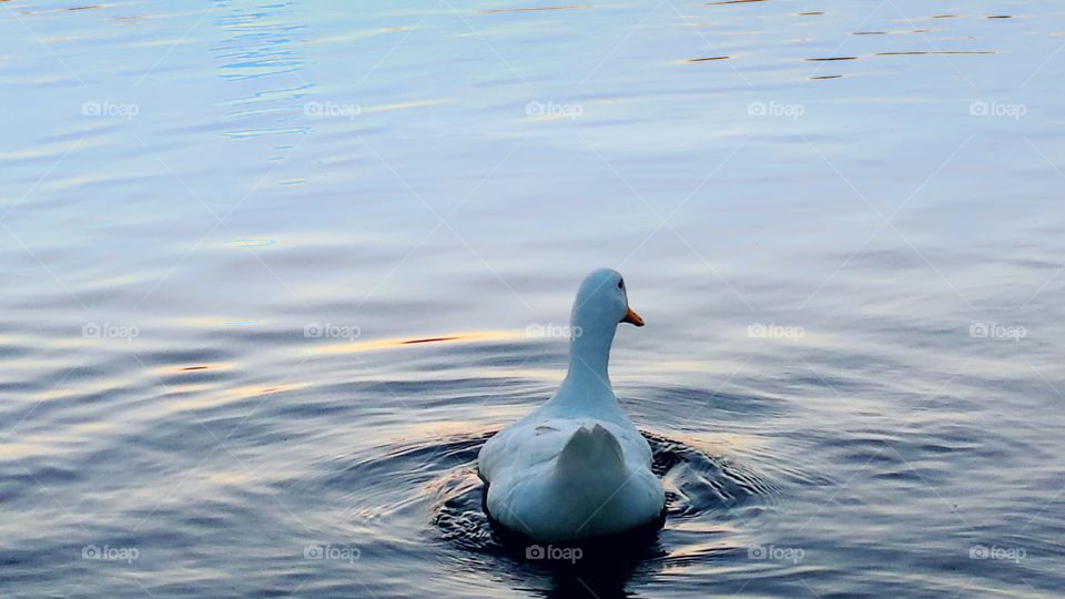 White Duck swimming away in beautiful blue waters in the evening