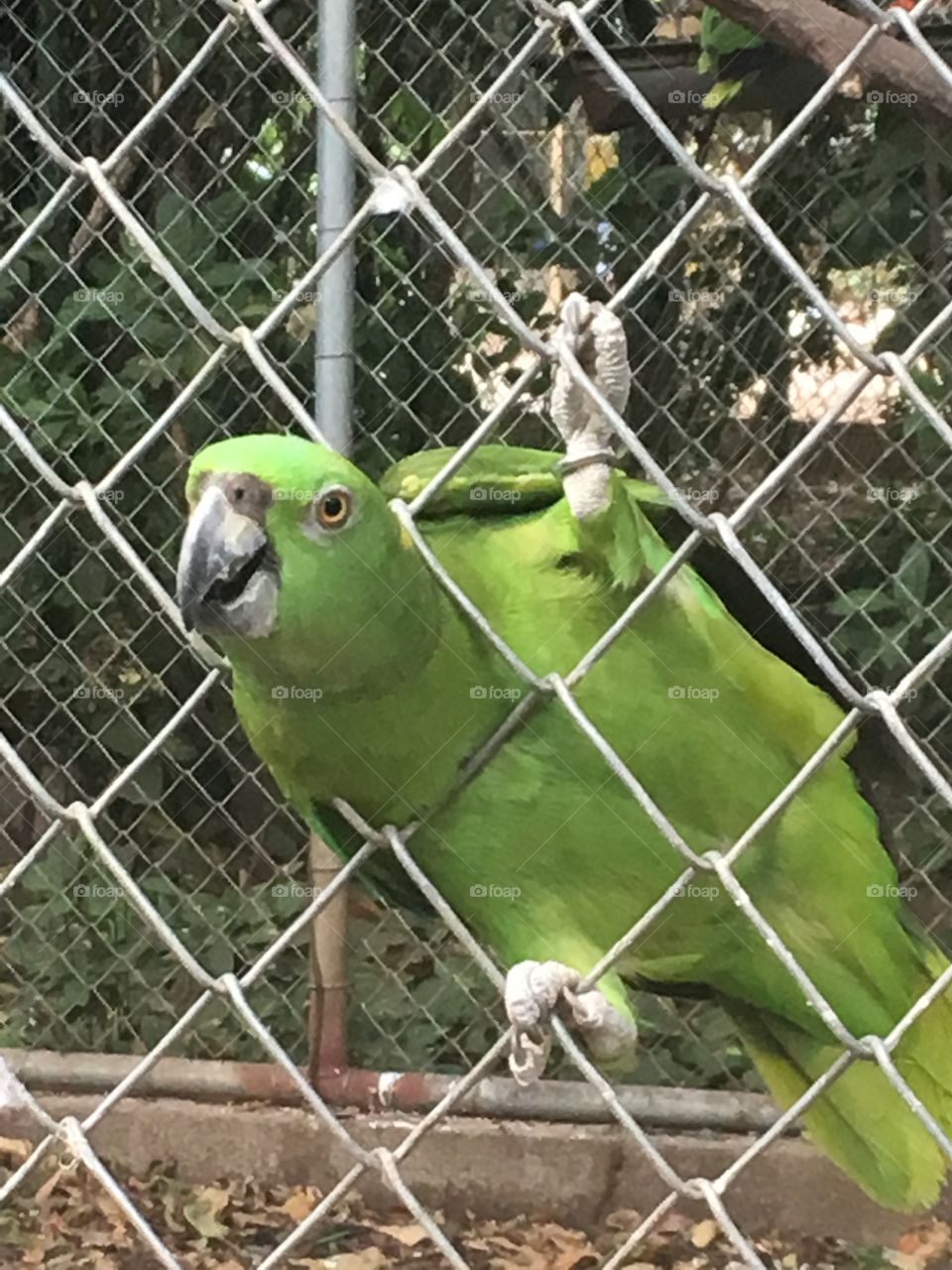 Parrot at an animal sanctuary 