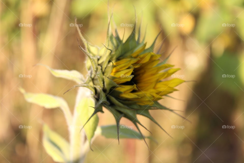 Sunflower bug