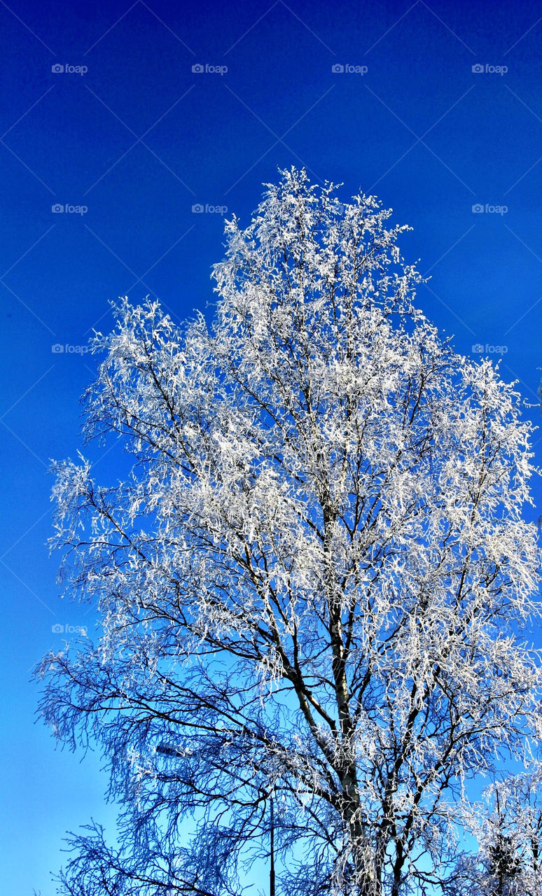 snow winter trees ice by ka71