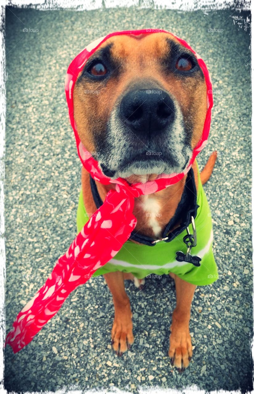 Good Girl . My mutt model