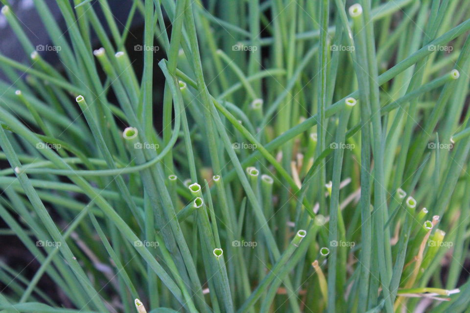 Chives