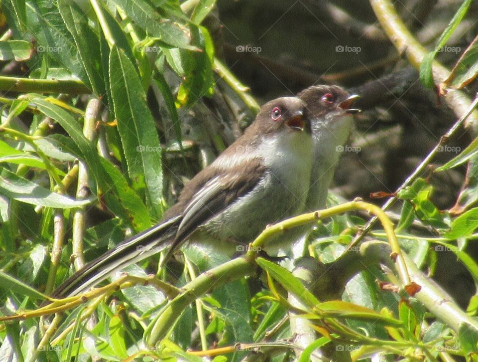 Two young long tailed Tit's sat perched in a willow tree