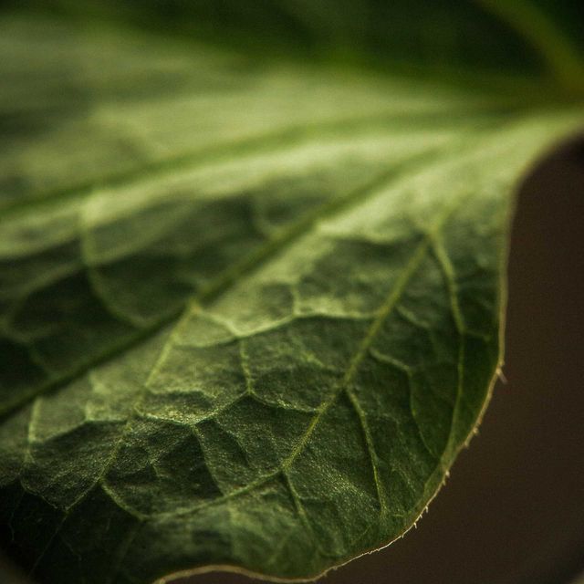 Leaf detail, with a creamy bokeh macro shot. Beautiful green tones, showing the details of the plant.