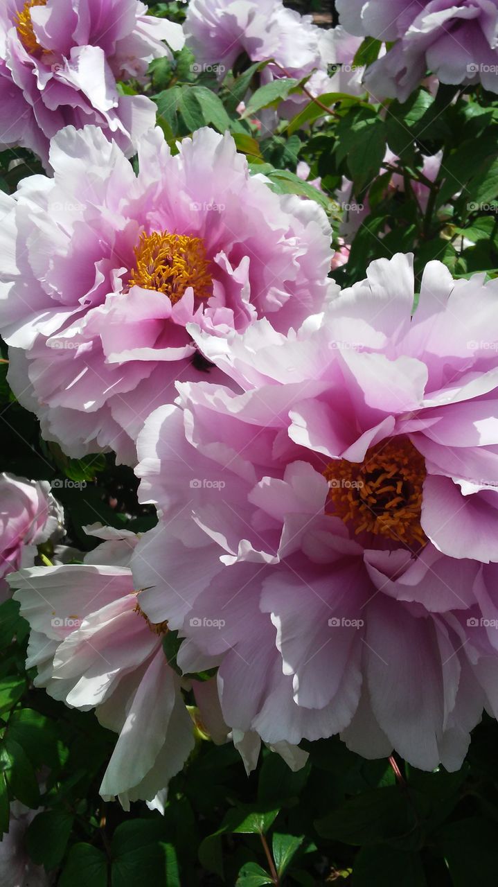 spring. flowers. beauty